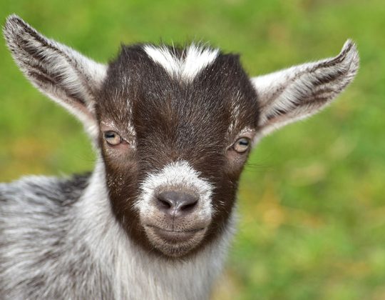 Förstudie om getnäringen i Jämtland